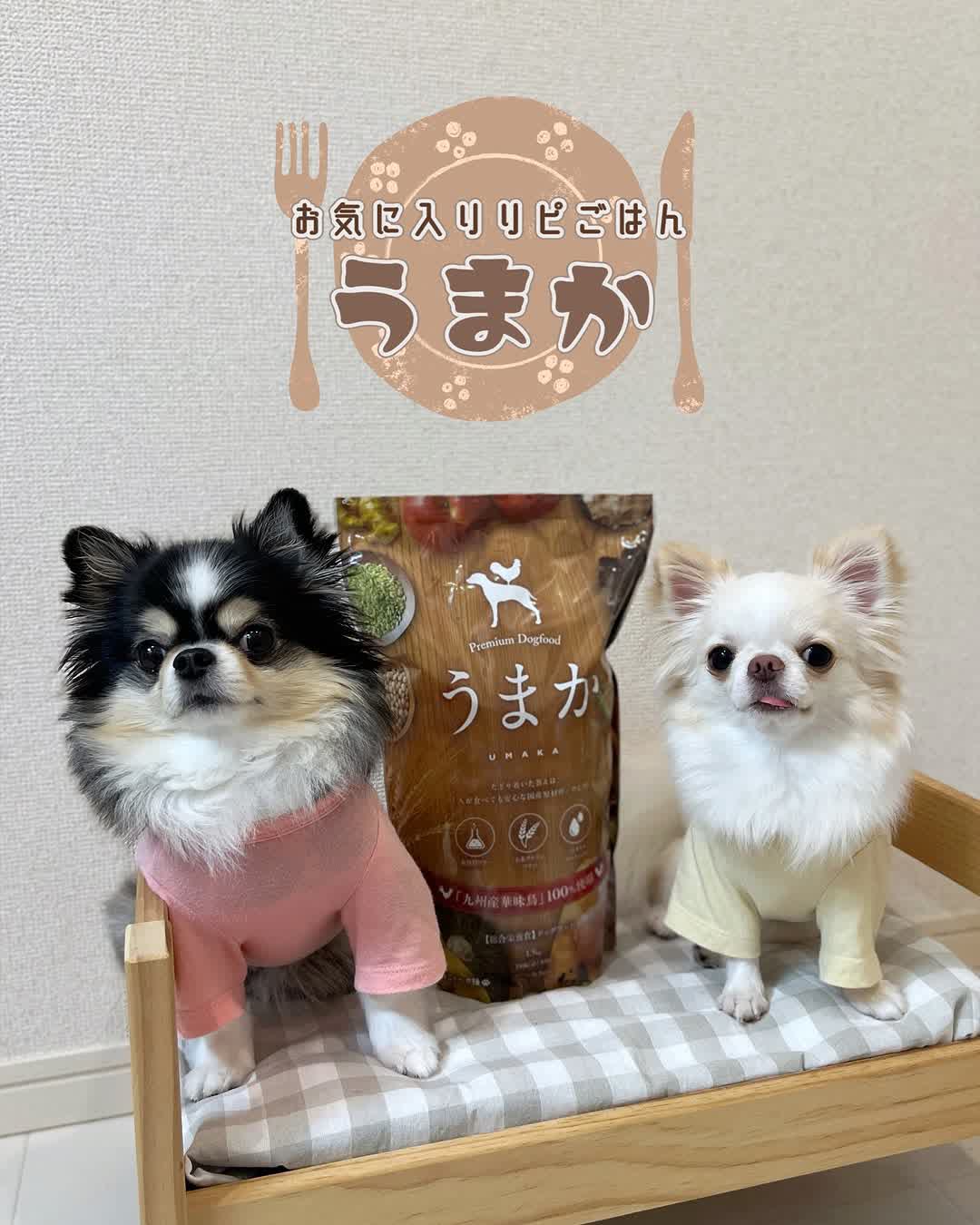 うまかとワンちゃん