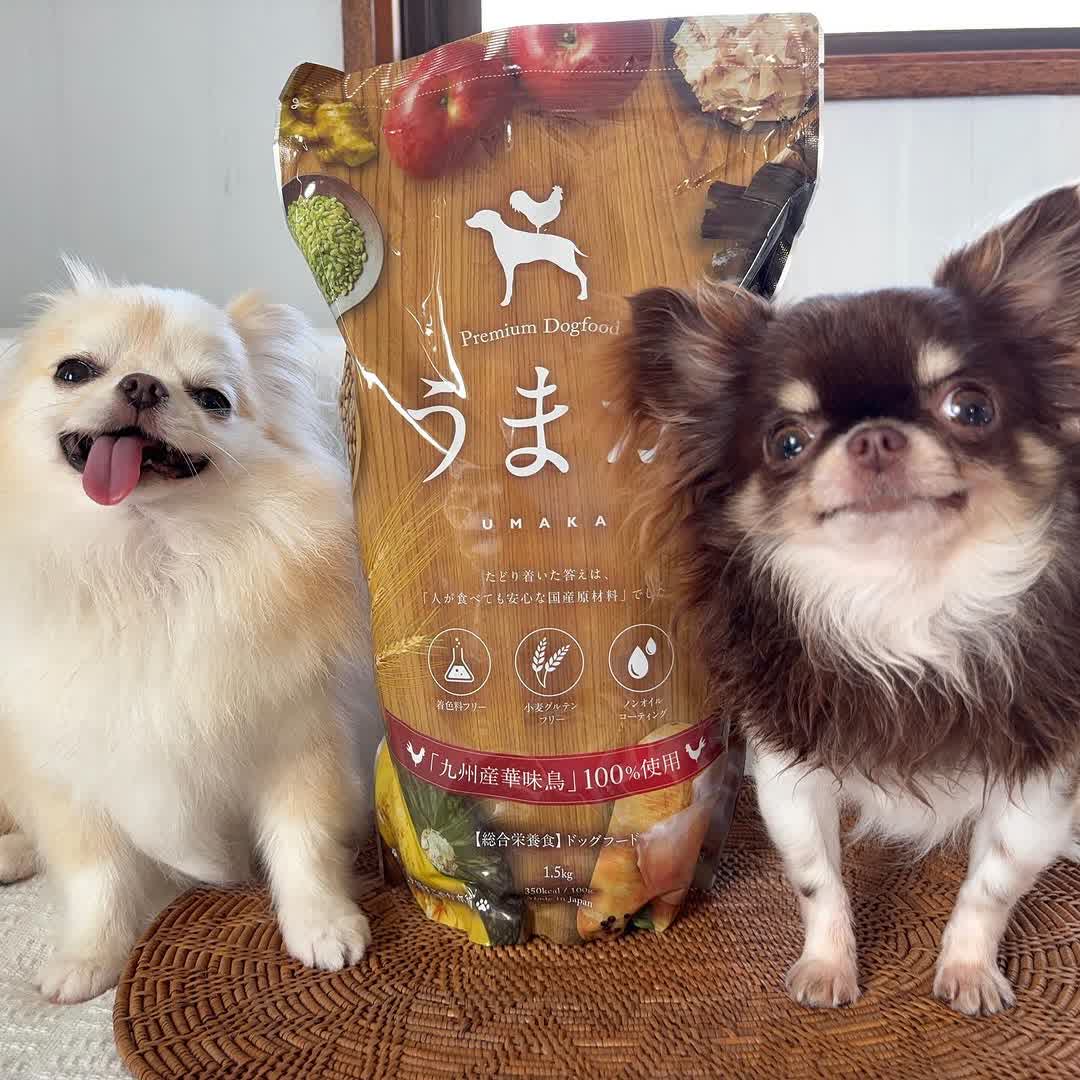 うまかとワンちゃん