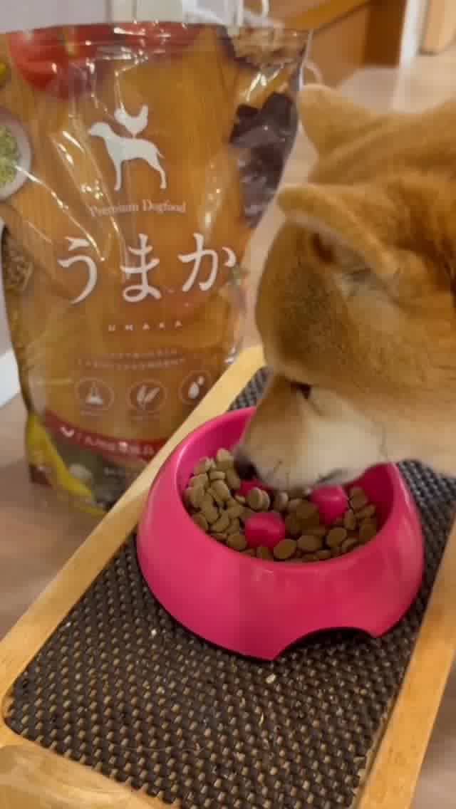 うまかとワンちゃん