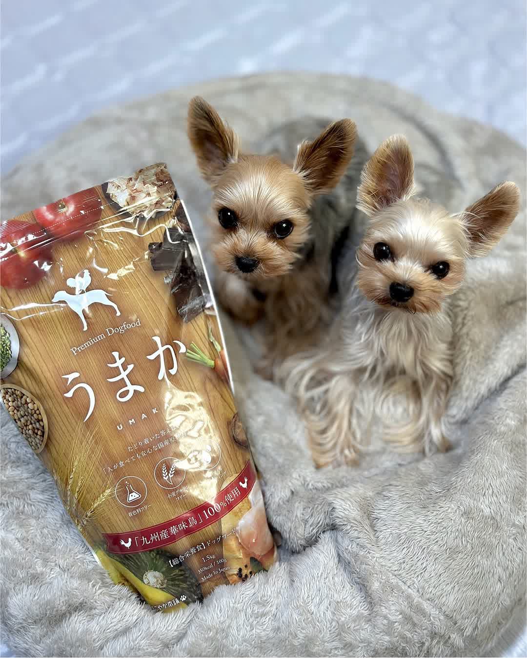 うまかとワンちゃん