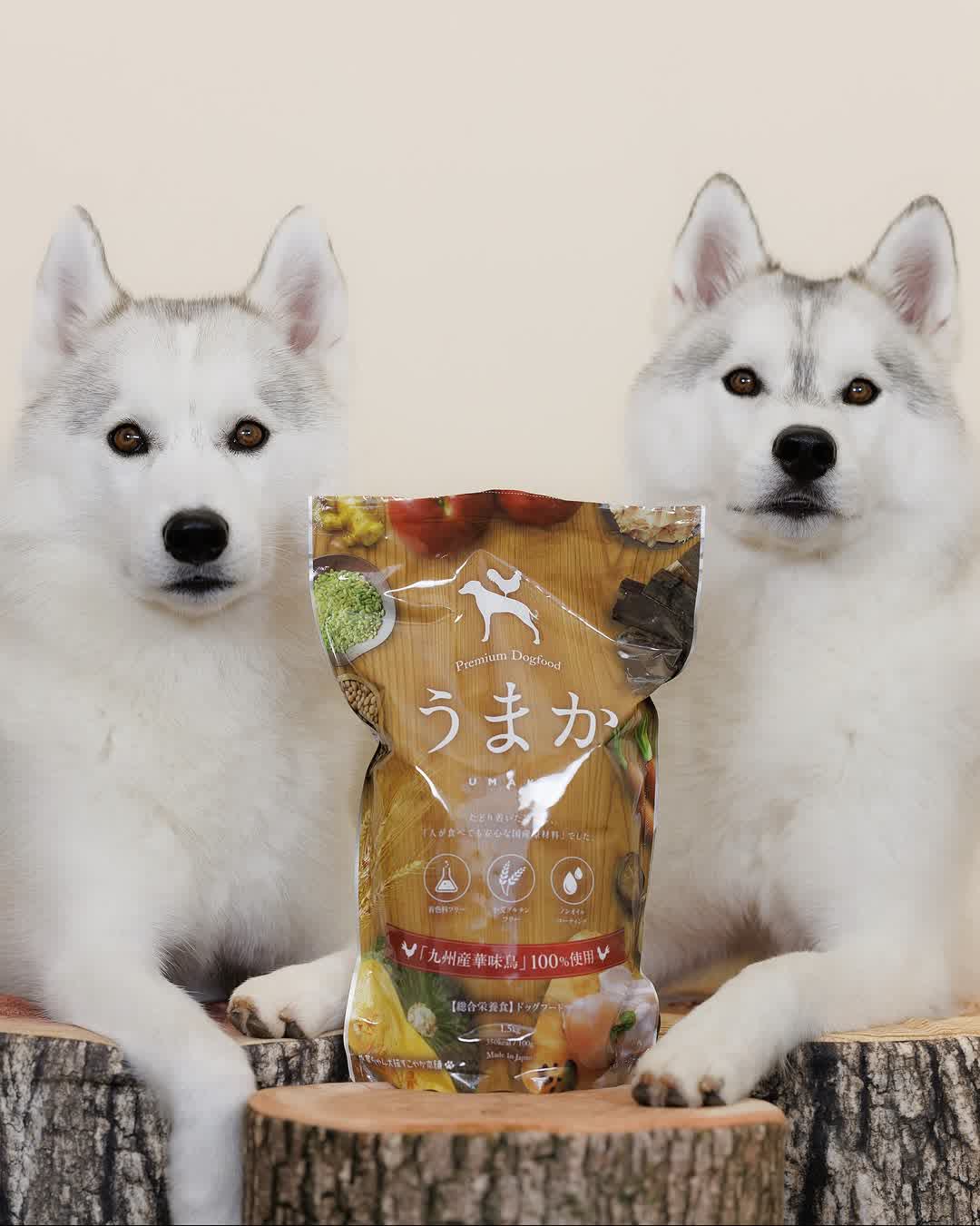 うまかとワンちゃん