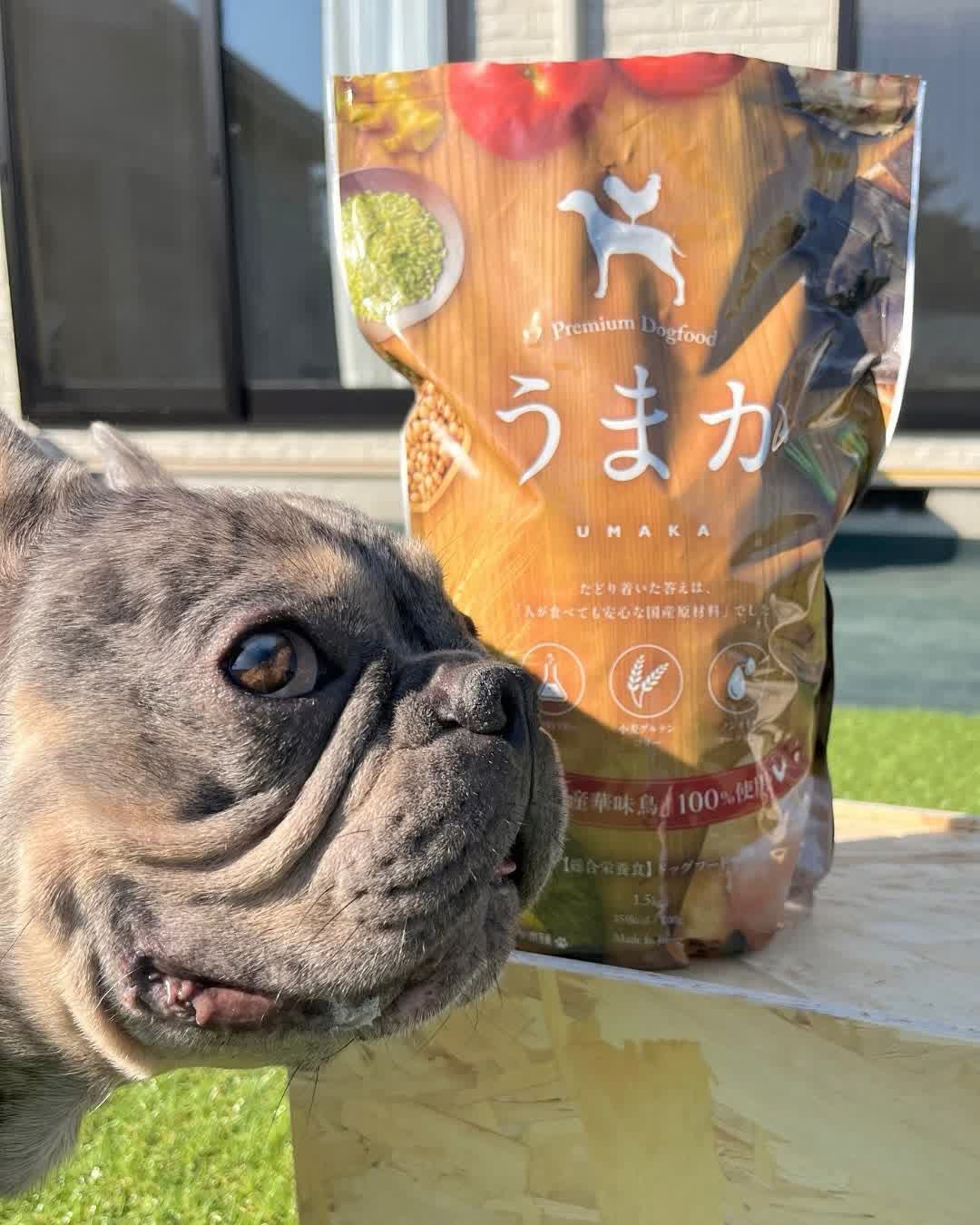 うまかとワンちゃん