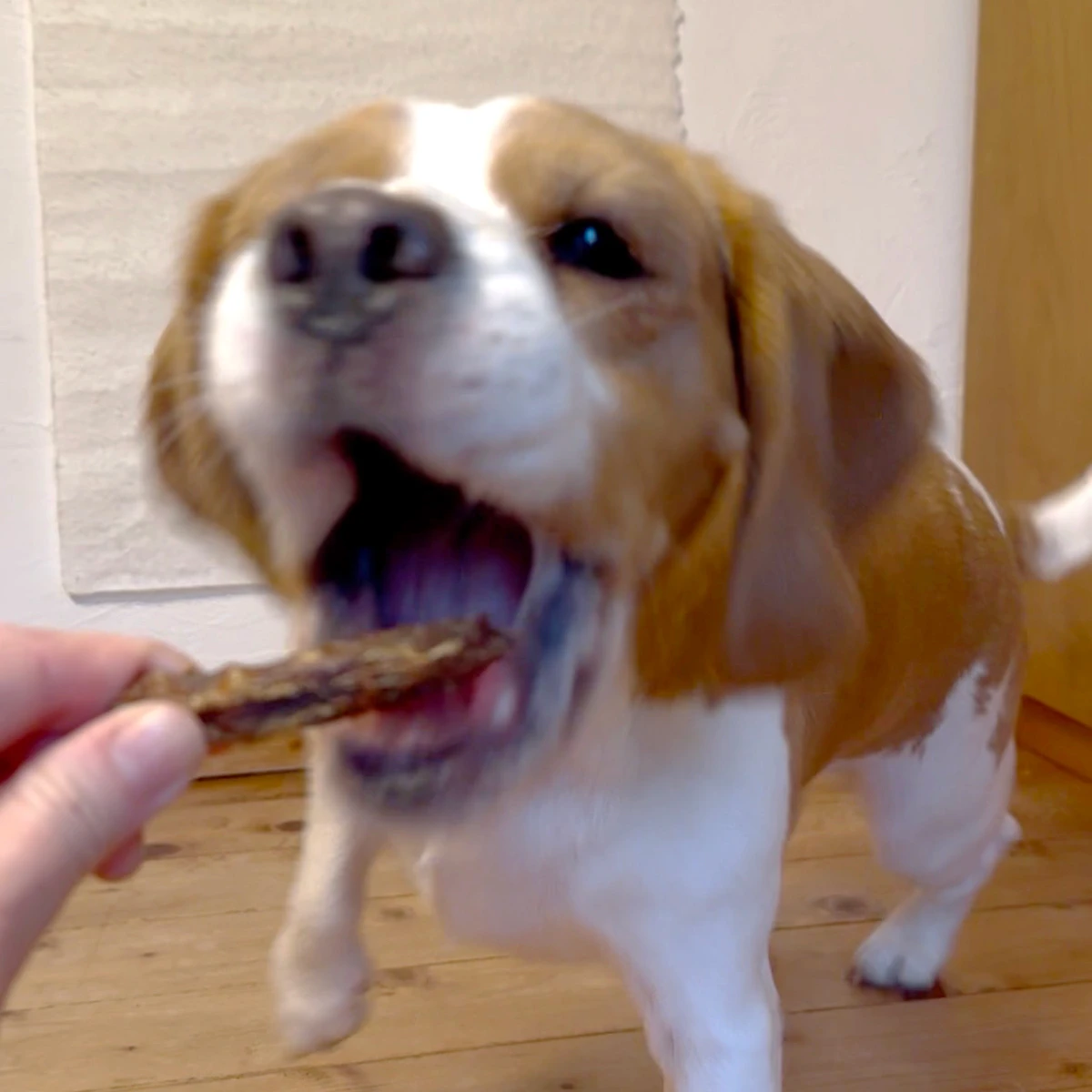 鶏ネック イメージ3