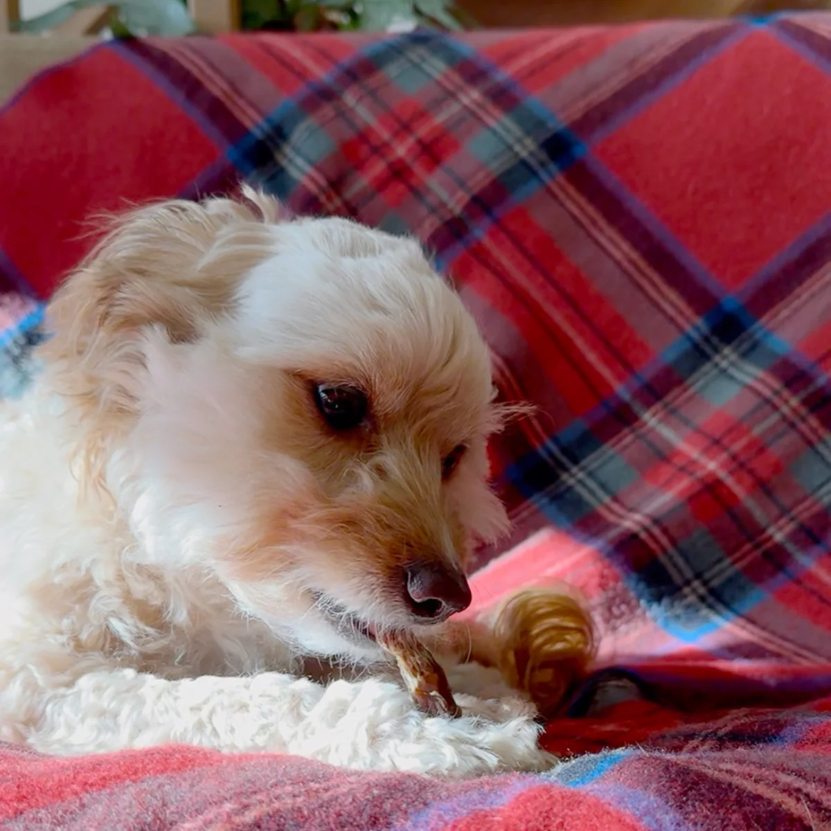 鶏ネック イメージ4