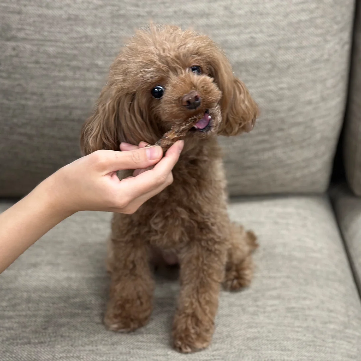 鶏ネック イメージ5