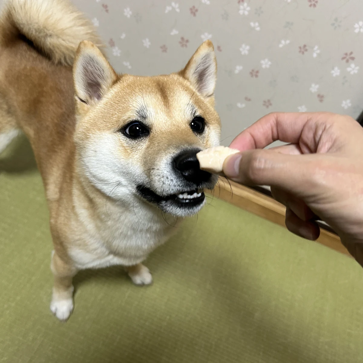 ささみやわらか煮 イメージ2