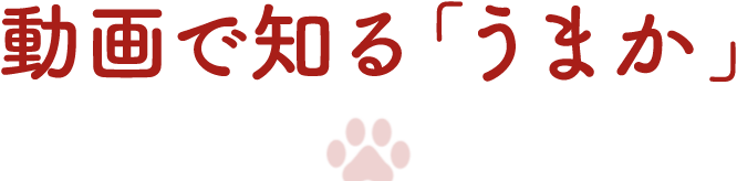 動画で知る「うまか」