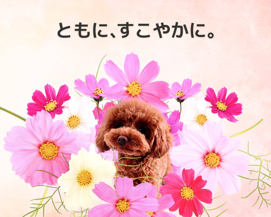 華ちゃん犬猫すこやか本舗