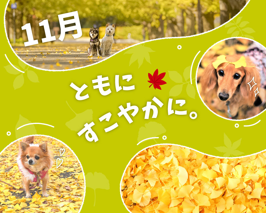 華ちゃん犬猫すこやか本舗