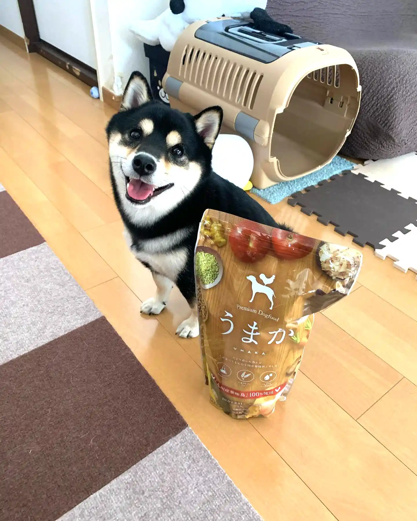 ひじきくんの写真
