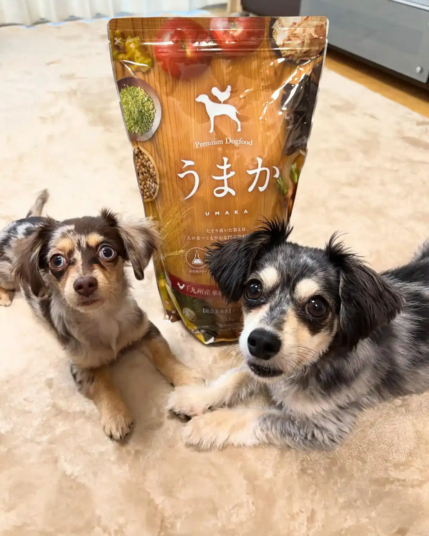 ピノちゃん&ノアくんの写真