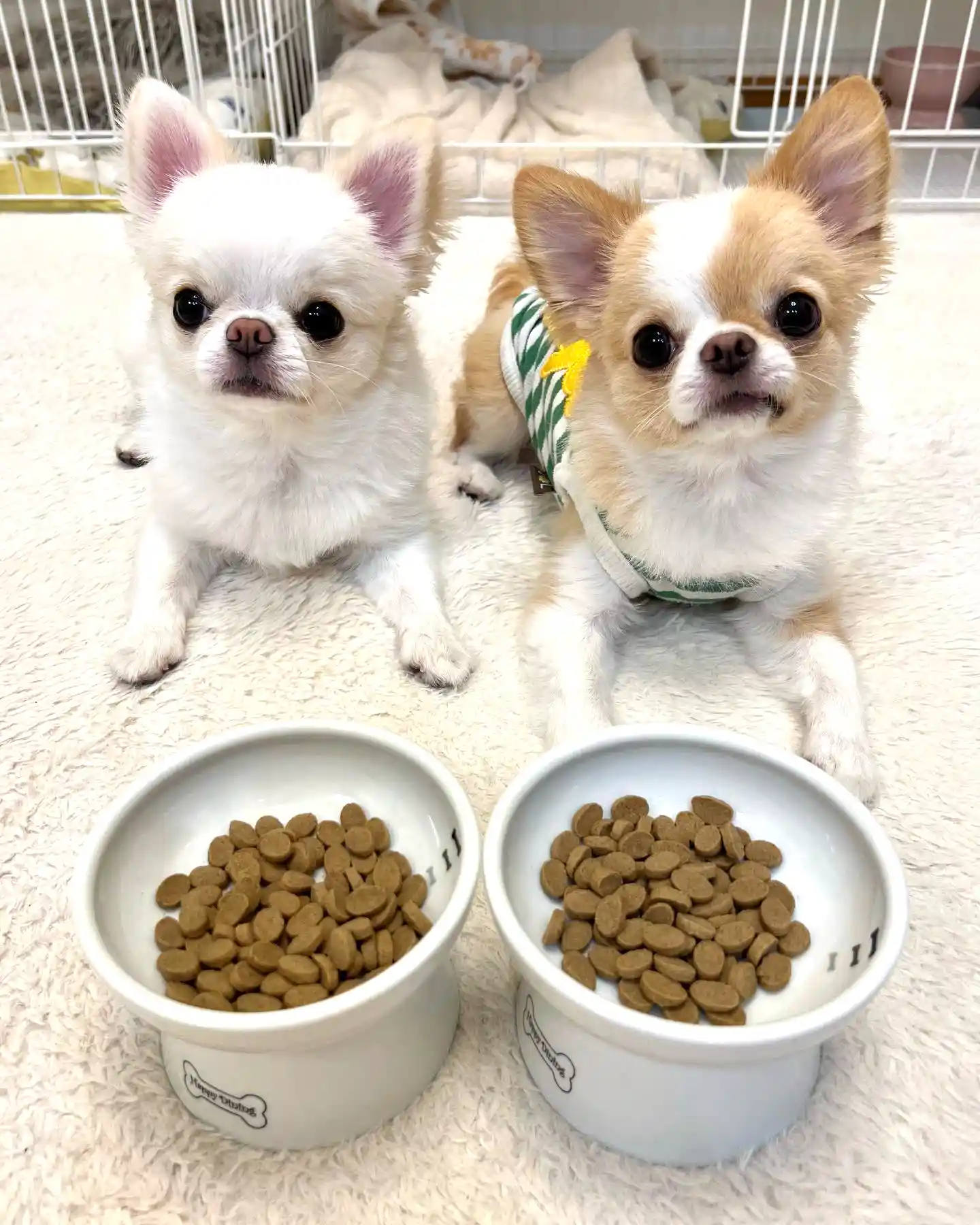 ぽっけちゃん&ちゃっくくんの写真