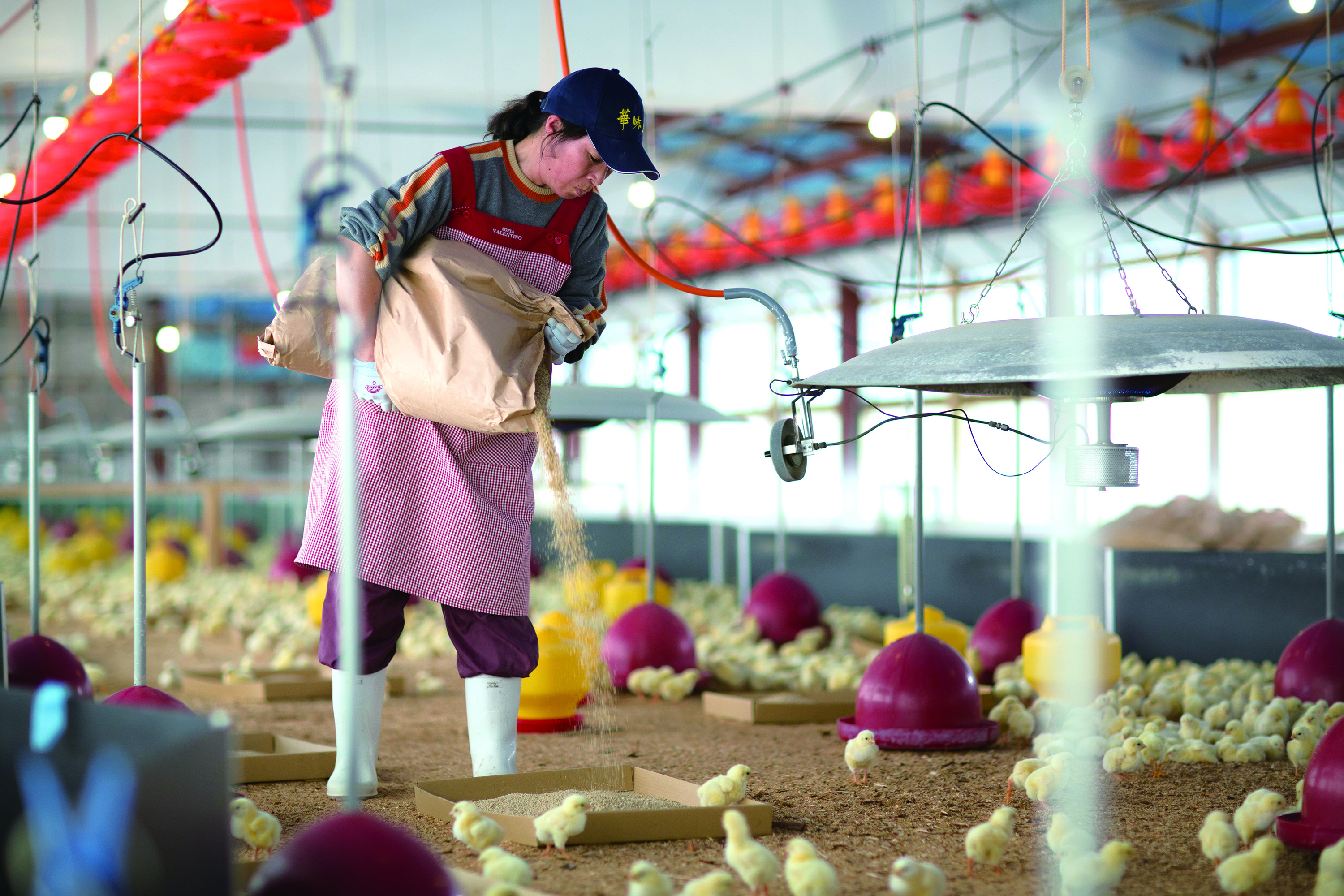 華味鳥の飼育環境