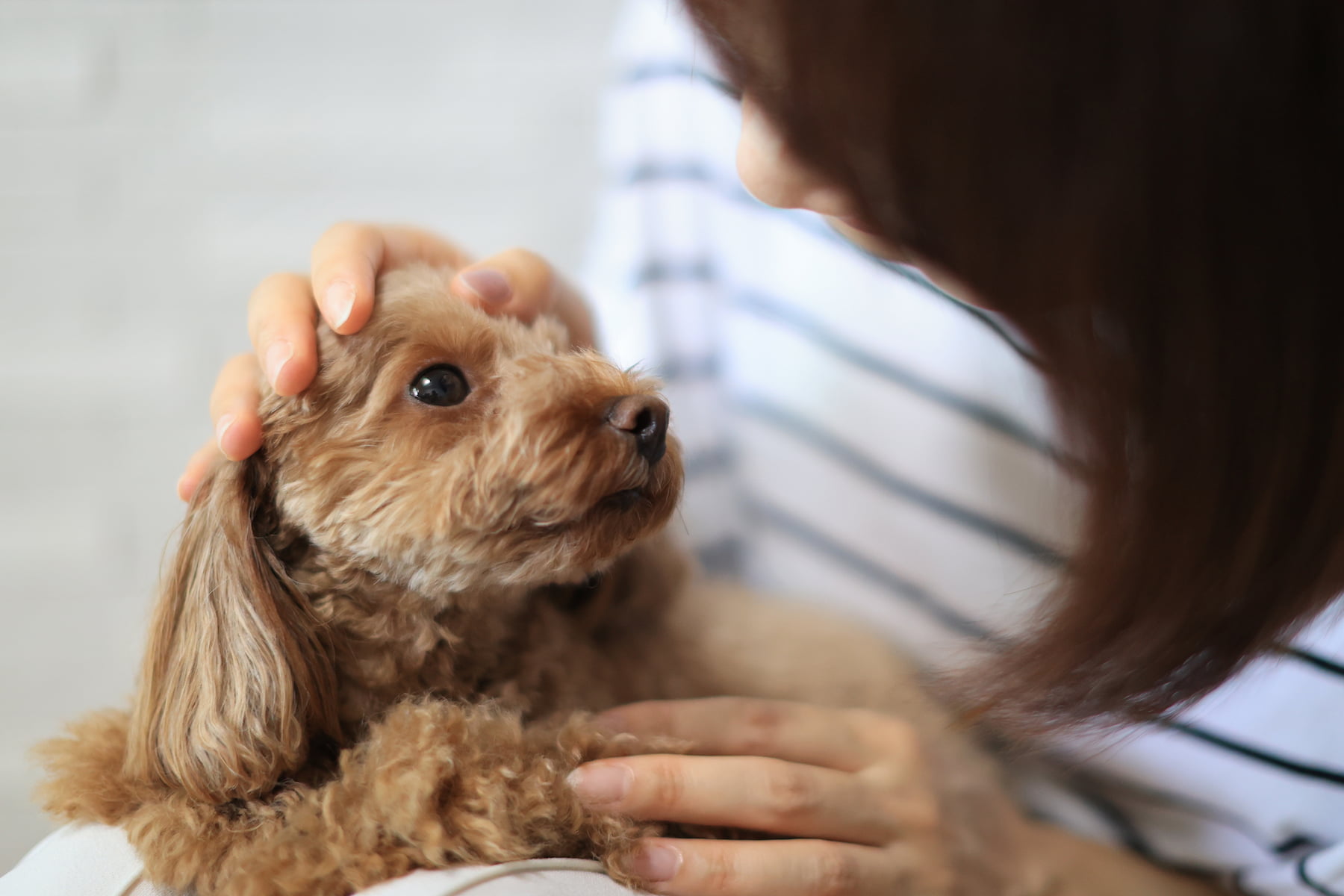 愛犬と暮らすイメージ